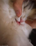 윤균상, 혀 넣는 걸 깜빡한 고양이 쿵이
