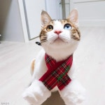 냥아, 불 꺼줘 전등 대신 꺼주는 인공지능(?) 고양이