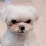 수지, 반려견과 카페 나들이 