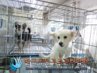 서울시, 피학대동물 치료·보호비용 원 소유자에 물린다