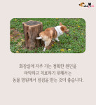 댕댕이가 요즘 화장실을 너무 자주가요