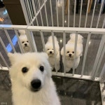 친구들과 셀카 찍은(?) 강아지..여기 보시개~ 치즈! 