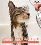 전쟁같은 고양이 목욕 시키기