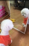 옷 입혔더니 한참을 거울 보는 강아지..나한테 잘 어울리개?