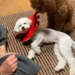 옷 입혔더니 한참을 거울 보는 강아지..나한테 잘 어울리개?