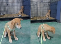 혼자 가서 미안해..보호소 떠나며 남은 동생 쳐다보는 강아지