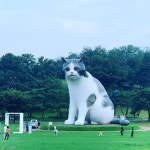 서울 올림픽공원에 진짜 큰 고양이가 나타났다