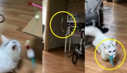 고양이 탈 쓴 강아지?..아기냥이가 낚싯대 가지고 노는 방법