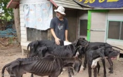 개농장서 구조한 뼈만 남은 강아지 15마리 입양한 태국 왕 