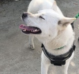 "줄리 찾았어요!" 시민 도움에 2주 만에 반려견 찾은 배우 설인아