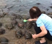 브러시 든 여성에게 거북이들이 줄 선 이유..등 밀어주세요!