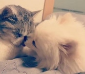 냥이와 함께 산지 3년..고양이 세수 완벽 마스터한 냥아지