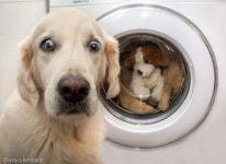 잔인한 사람!..세탁기 안 최애인형 본 댕댕이의 리얼 표정