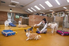 에버랜드, 반려견 돌봄서비스 개시..강아지 맡기셔도 됩니다