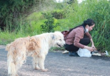 4년간 도로서 주인 기다린 강아지..SNS 덕분에 극적 재회