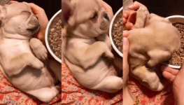 꿀잠 자는 멍멍이에게 사료 들이대자..반응 속도 1초 컷!