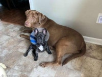 동물병원 입원한 동생 걱정한 댕댕이..`동생 언제 오개?`