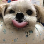 하트 모양 혀를 가진 강아지가 있다?..러블리 그 자체!