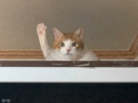 집사와 눈 마주치자 발 들고 인사하는 고양이..집사 왔어?