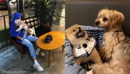 티아라 출신 큐리, 반려견과 애견카페 나들이..웃음꽃 만발