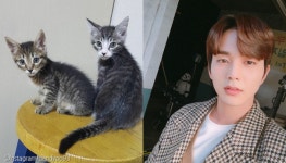 그새 많이 컸네..입양한 아기 길냥이 남매 근황 전한 유승호