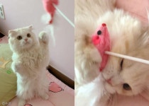 집사랑 놀고 싶은 냥이?..발 번쩍 들어 매력 어필하는 고양이