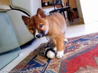 독수리가 마당에 떨군 강아지?..멸종위기 딩고!