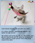 집사가 장난감으로 놀아주자 흐뭇한 미소 짓는 아깽이