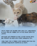 집사가 장난감으로 놀아주자 흐뭇한 미소 짓는 아깽이