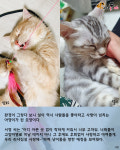 집사가 장난감으로 놀아주자 흐뭇한 미소 짓는 아깽이