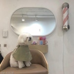 아이비 두두, 양락컷했어요