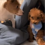 체급 차이도 이겨낸 아기 푸들의 양말 사랑..내꺼 소중해