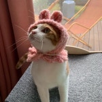 약사가 만든 반려동물 브랜드 페피테일, 저희 케이펫 일산 나가요~