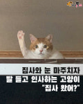 집사와 눈 마주치자 발 들고 인사하는 고양이..집사 왔어?