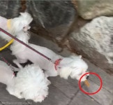 수의사 쌤한테 받은 간식 안 먹고 집까지 물고 온 강아지..소중하개!