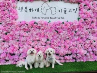 수의사 쌤한테 받은 간식 안 먹고 집까지 물고 온 강아지..소중하개!
