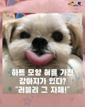 하트 모양 혀를 가진 강아지가 있다?..러블리 그 자체!