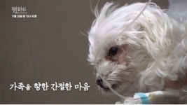 반려동물판 명의? EBS 수의다큐멘터리 펫하트 방영