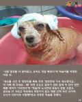 뜨뜻한 물에 몸 지지며 목욕 즐기는 개르신.."시원하개!"