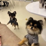 밟지 마 그건 쿠션이 아니라 니 형이란다..쿠션에 낀 형 밟는 동생 댕댕이들