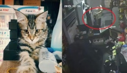 사랑받던 PC방 고양이 학대하고 죽인 뒤 3층서 집어던진 알바