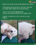 첫 소풍 가서 떡실신한 강아지..아저씨 여기서 주무시면 안 됩니다