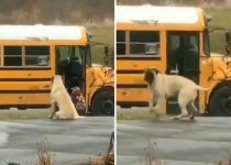 어린 주인들이 학교 버스 탈 때까지 기다려주는 천사 댕댕이