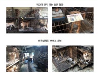 동물보호소를 보호소 아닌 수용소라고 부르는 이유