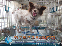 서울 성동구 뚝섬로에서 믹스견 구조