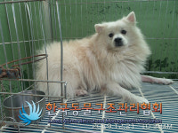 서울 서대문구 안산둘레길에서 스피츠 구조