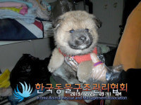 서울 강서구 까치산역 화장실에서 믹스견 구조