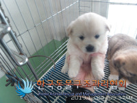 서울 강동구 가래울마을에서 믹스견 구조