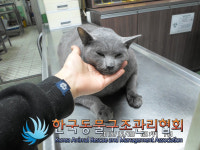 서울 강서구 화곡1동 동양마트 앞에서 러시안 블루 구조