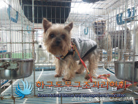 서울 동대문구 제기로17길 홍릉교회 인근에서 요크셔 테리어 구조